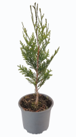 thuja atrovirens R4
